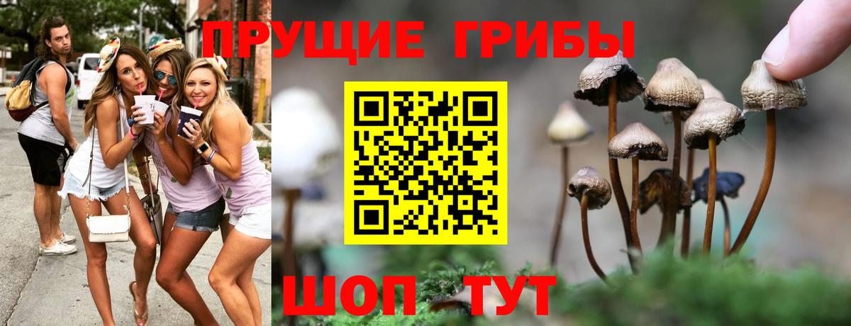 Псилоцибиновые грибы Psilocybe Клин